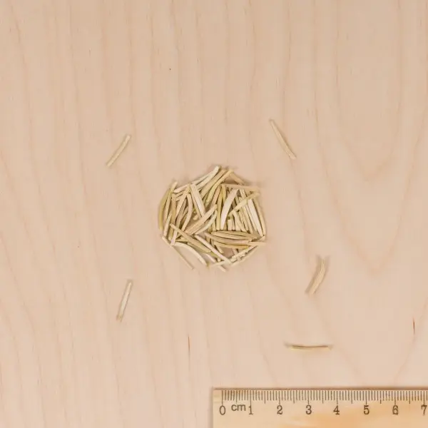 Potagères - Scorsonère Géante Noire de Russie - Légumes d'Autrefois - MEDIA_3D